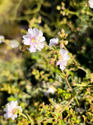 DON'T PICK THE FLOWERS - they won't continue to flourish if you do! Leave nature as you found it