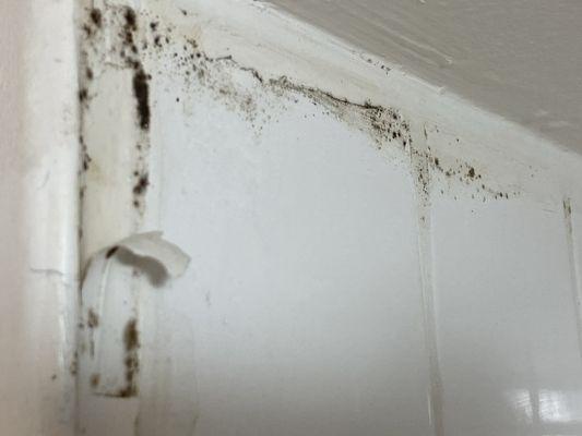 Mold/mildew. Unsafe.