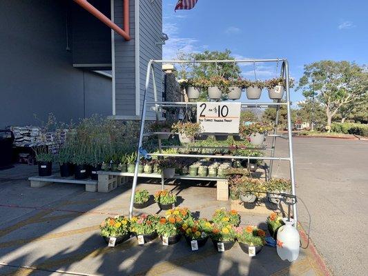 Outside: plants dying to be adopted and given a forever home.