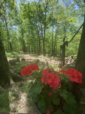 Beautiful flowers