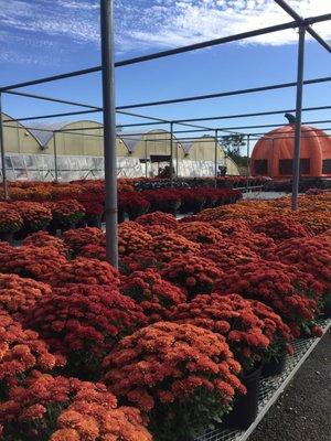 Beautiful mums! Great price.