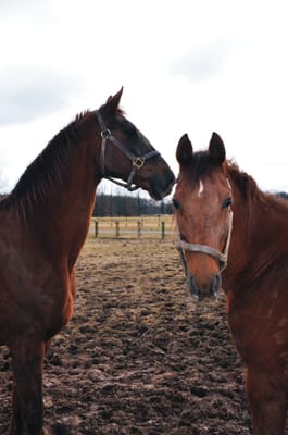 best gal pals, Lala & Callie