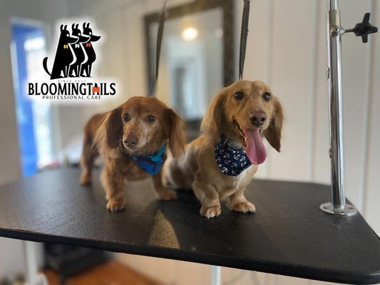 Bloomingtails Pet Grooming LLC