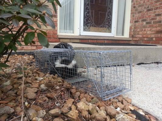 Skunks can be cute, but they make terrible front door air fresheners.