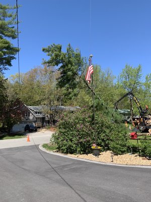 Northeast tree removal and stump grinding