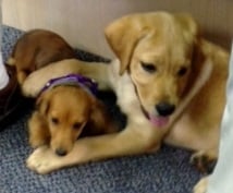 Puppy Kindergarten classes