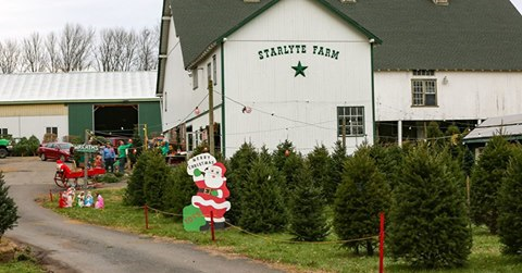 Starlyte Christmas Tree Farm