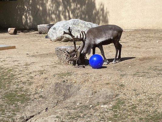 Reindeer having a ball