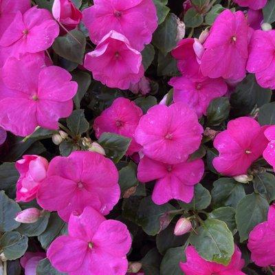 Patience is a virtue. Impatiens is a plant.