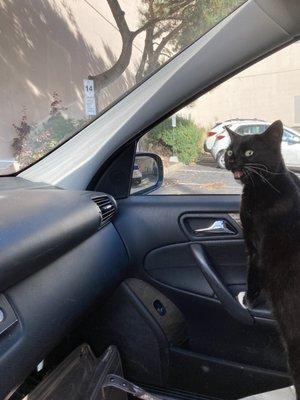 The cat is meowing, she is not happy to be in the car.