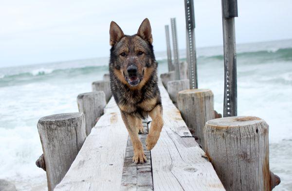 "Pyro" Enjoying a swim on LBI