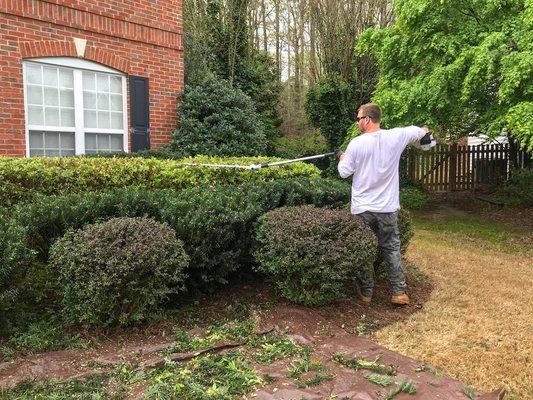 Shrub maintenance.