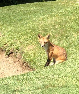 A sly Red Fox guarding the sand trap.