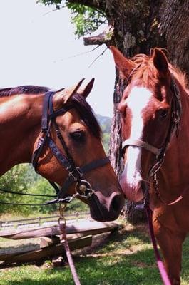 Appalachians by Horseback