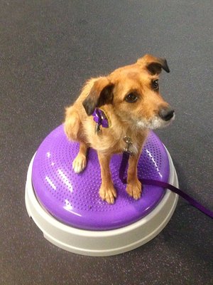 Pippi is working her core in K9 Fitness class.