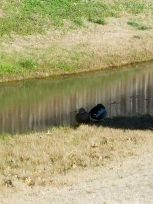 Just some ducks hanging out in the neighborhood.