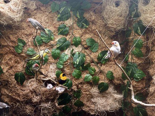 Live Birds in the Shared Visitor Lobby - Country Care Nursing Home