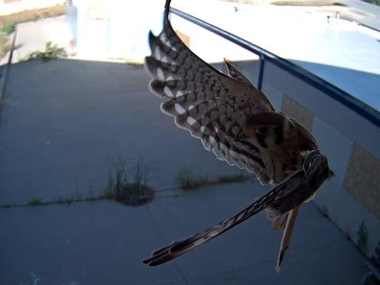 Real-Time Capture of a Hawk w/installed Surveillance Cameras