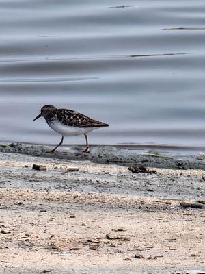 Plover at GP Beach