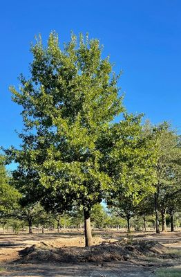 The tree at Fannins nursery back in 2021. It was being harvested for us.