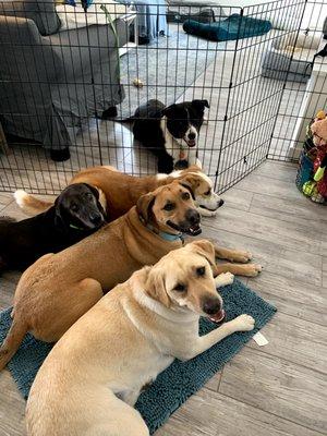 Barriers provide extra safety when working with aggressive dogs. Koda working on emotional regulation while the rest place on mats!