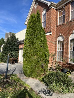 Tree I took down at the same house