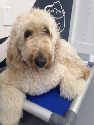 Hanging out inside on an elevated dog bed.