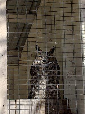 Tired owl in the early morning