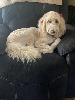 Lulu F1b goldendoodle bred to Walker in 10-30-23