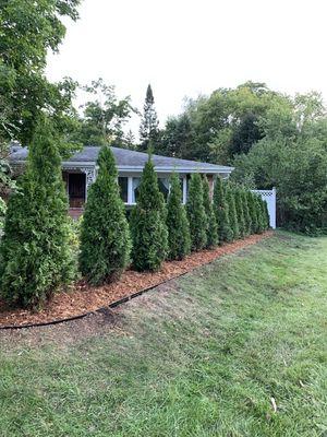 Arborvitae privacy line for year round evergreen privacy