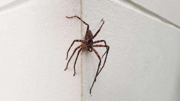 Most spiders in Hawaii are non-poisonous but if you see a lot in or near your home, contact us so we can help.