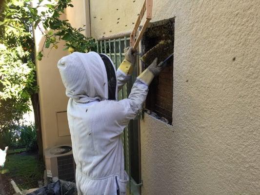 Action shot of Tyson removing my bees on 3/22/16.