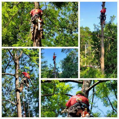 Busy Bees Tree Service