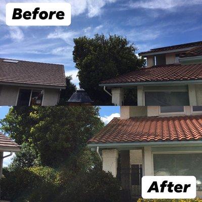 Trimming back branches