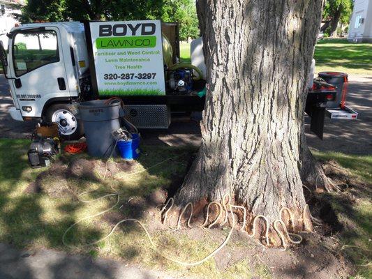 Dutch Elm Disease Prevention Injection