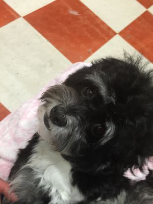 A Havanese in a puppy cut