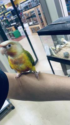 Baby pineapple conure