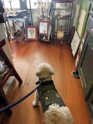 My pup loves shopping w his mom!