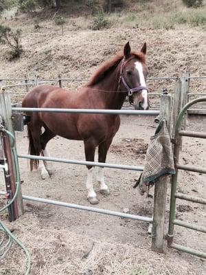 Hermes, the eventing Mustang