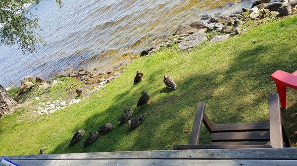 The ducks that hang out