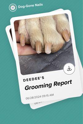 Grooming Report