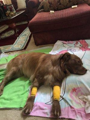 After a visit to WAH, she came home unable to stand or walk and her legs were bandaged up & extremely swollen.