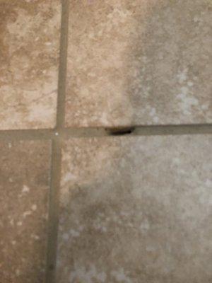 Holes left in the grout