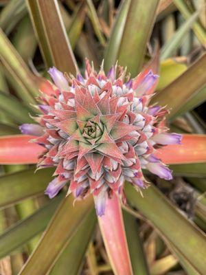 The flower from an immature pineapple