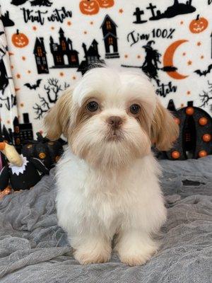 Puppy World Boutique & Spa