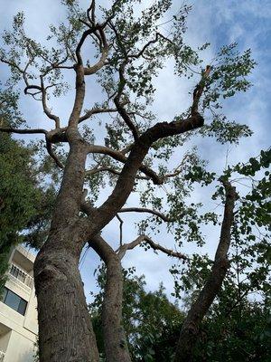 Garden Works Tree Trimming