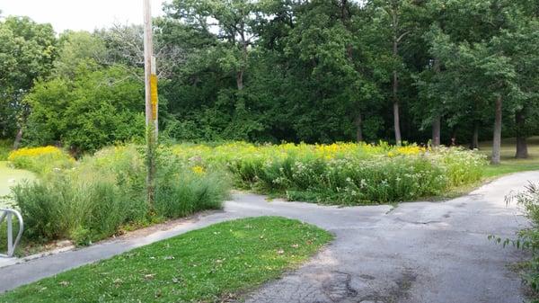 Walking paths and wildflowers.