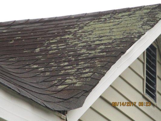 Moss growing on a roof. Moss can cause retard the life of the shingles and cause water intrusion into the attic area.