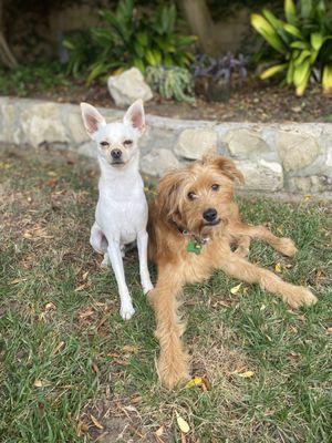 Our adoptive and rescue dog with Bullies and Buddies!