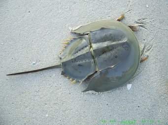 Horse Shoe Crab